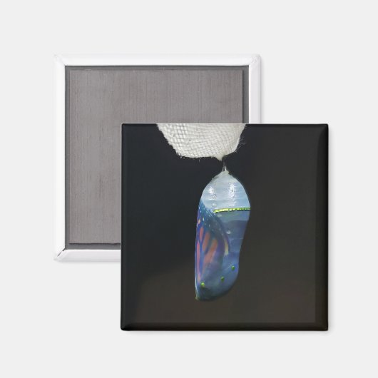 Magnet - Monarch Chrysalis (2022) (Vorderseite/Rückseite)