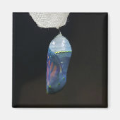 Magnet - Monarch Chrysalis (2022) (Vorne)