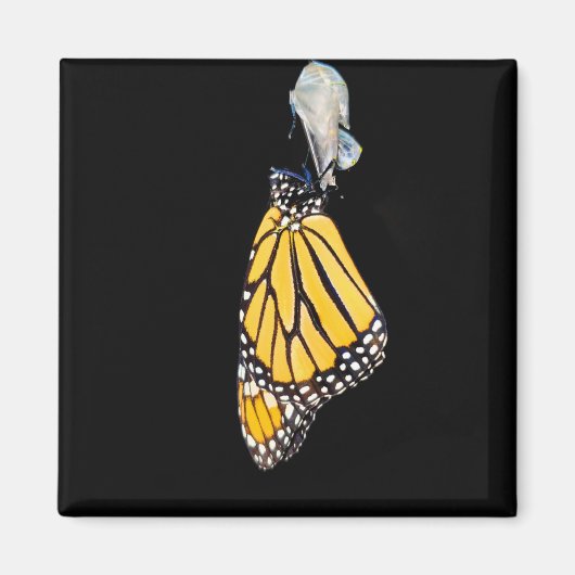 Magnet - Monarch-Schmetterling (2022) (Vorne)