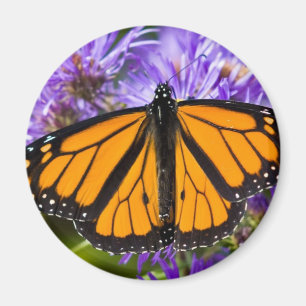 Magnet-Monarch-Schmetterling und lila Astern Magnet