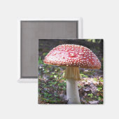 Magnet-Mushroom Magnet (Vorderseite/Rückseite)