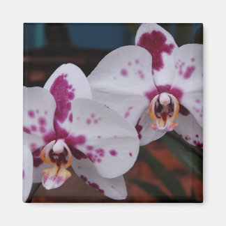Magnet: Orchids Magnet