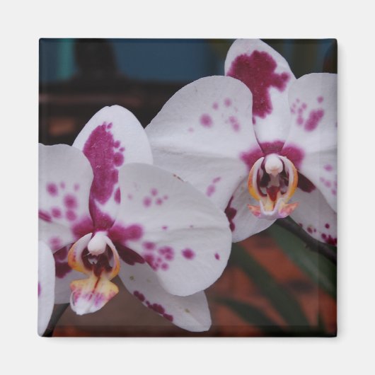 Magnet: Orchids Magnet (Vorne)
