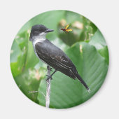 Magnet Ost-Kingbird (Vorne)