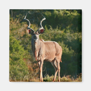 Magnet Ostkap-Kudu