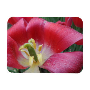 Magnet "Overblown Tulip" Blume 3 "x4"