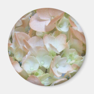 Magnet - Peach Hydrangea
