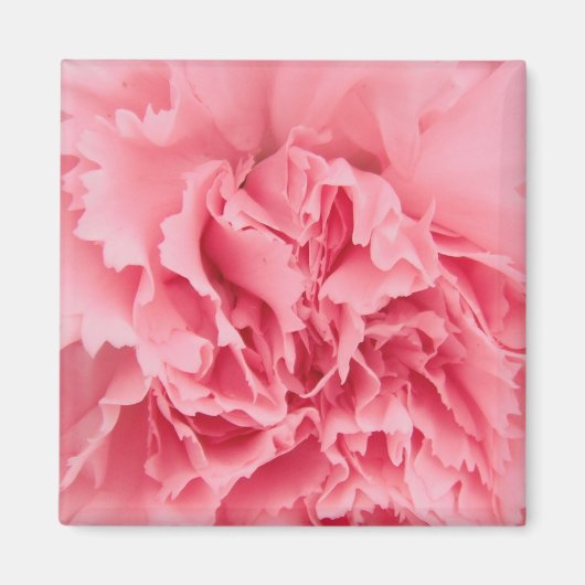 Magnet Pink Carnation Nah (Vorne)