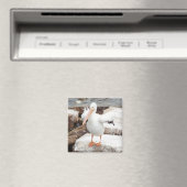 Magnet, Platz, spunky Pelican Magnet (In Situ (Geschirrspüler))