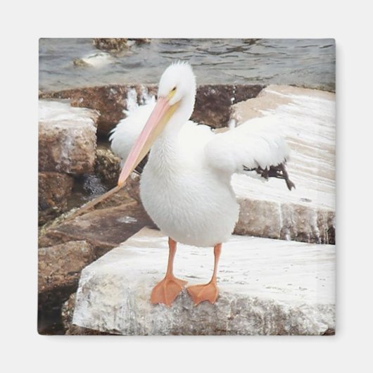 Magnet, Platz, spunky Pelican Magnet (Vorne)