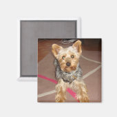 Magnet "Pop Art" Hund (Vorderseite/Rückseite)