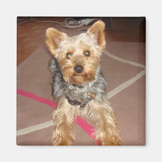 Magnet "Pop Art" Hund (Vorne)