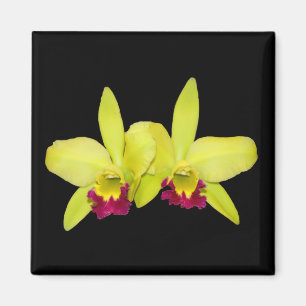 Magnet, Quadrat, 2 gelbgrüne cattleyas Magnet