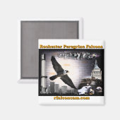 Magnet Rochester Peregrine Falcons (Vorderseite/Rückseite)