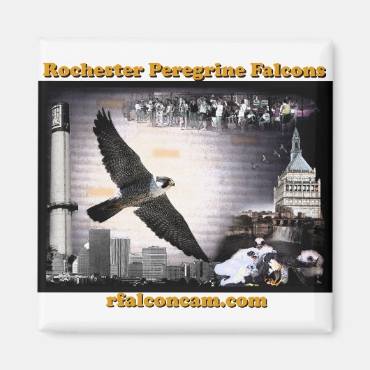 Magnet Rochester Peregrine Falcons (Vorne)