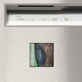 Magnet - Rollassel (Foto) (In Situ (Geschirrspüler))