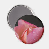 Magnet - Rosa Bud (Vorderseite/Rückseite)