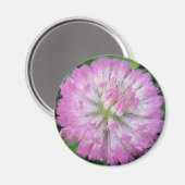 Magnet rosa Kleeblüte mit Wassertropfen (Vorderseite/Rückseite)