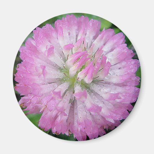 Magnet rosa Kleeblüte mit Wassertropfen (Vorne)