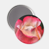 Magnet - Rose Blühen mit Wassertropfen (Vorderseite/Rückseite)