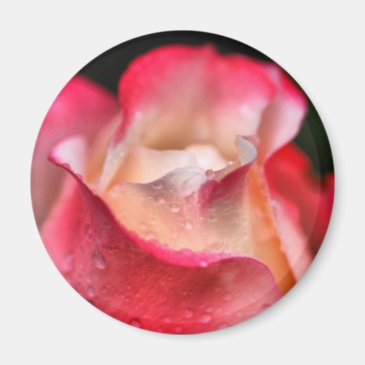 Magnet - Rose Blühen mit Wassertropfen (Vorne)