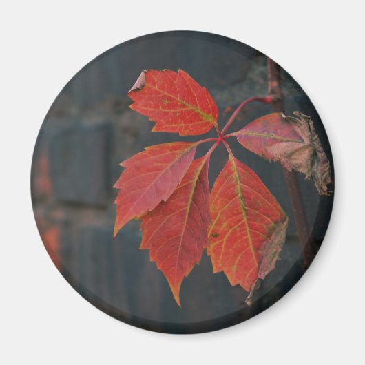 Magnet Rote Blätter (Vorne)