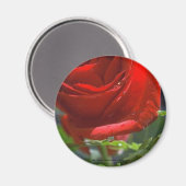 Magnet-Rote Rose mit Wasserstar Magnet (Vorderseite/Rückseite)