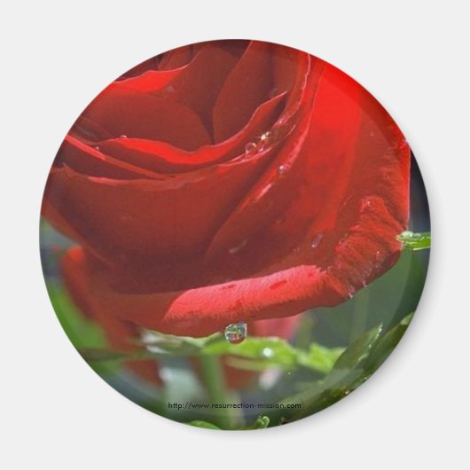 Magnet-Rote Rose mit Wasserstar Magnet (Vorne)
