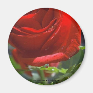 Magnet-Rote Rose mit Wasserstern Magnet