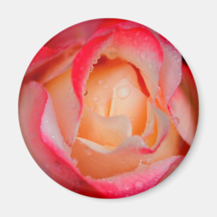 Magnet-- rote u. weiße Rose Magnet