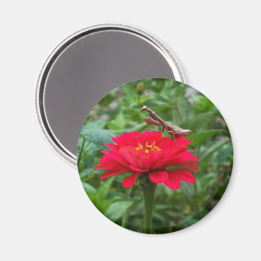 Magnet rund/Gebet Mantis & Zinnie (Vorderseite/Rückseite)