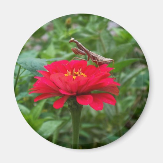 Magnet rund/Gebet Mantis & Zinnie (Vorne)