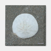 Magnet - Sand-Dollar (Vorne)