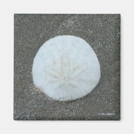 Magnet - Sand-Dollar