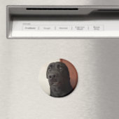 Magnet Scared Dog Meme (In Situ (Geschirrspüler))