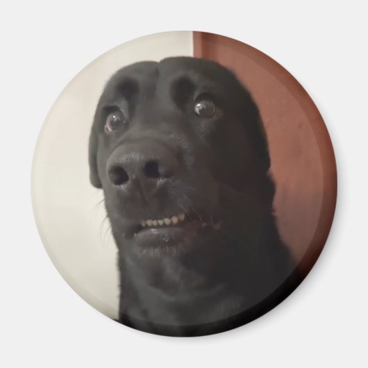 Magnet Scared Dog Meme (Vorne)