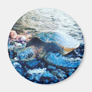 Magnet "Schlafschildkröte"