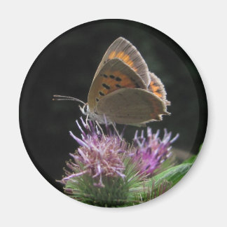 Magnet Schmetterling