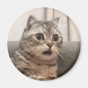 Magnet schockierte Cat Meme