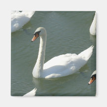 Magnet - Schwäne in Farbe