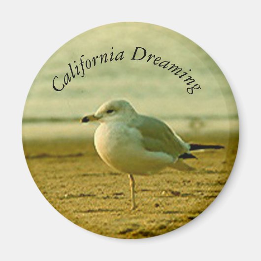 Magnet - Seagull Dreaming (Vorne)