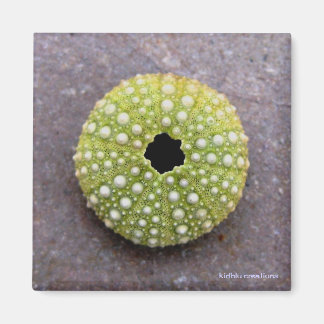 Magnet - Segel