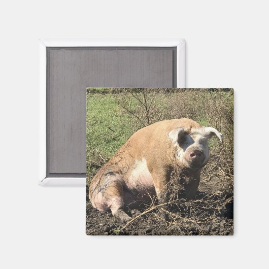 Magnet - Sheila my Big Fat Pig (Vorderseite/Rückseite)