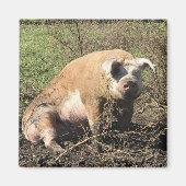 Magnet - Sheila my Big Fat Pig (Vorne)