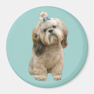 Magnet Shih Tzu