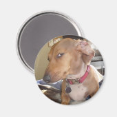 Magnet Side Eye Dog Meme (Vorderseite/Rückseite)