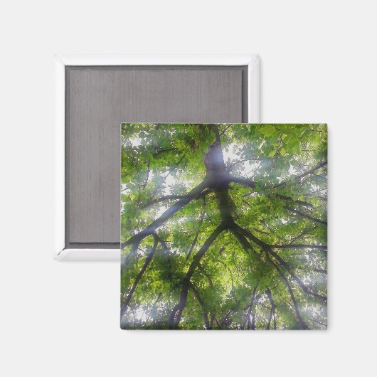 Magnet - Sonnenbäume (Ohio) (Vorderseite/Rückseite)