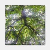 Magnet - Sonnenbäume (Ohio) (Vorne)