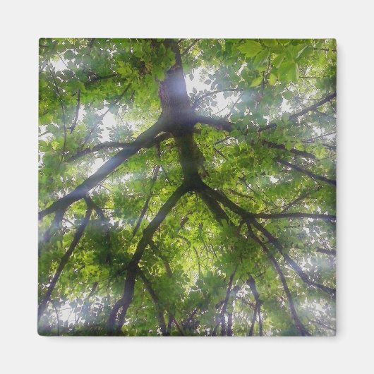 Magnet - Sonnenbäume (Ohio) (Vorne)