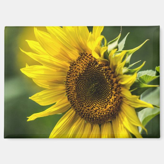 Magnet - Sonnenbeschienene Sonnenblume (Vorderseite)